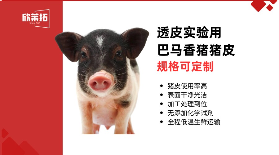 透皮实验用巴马香猪猪皮